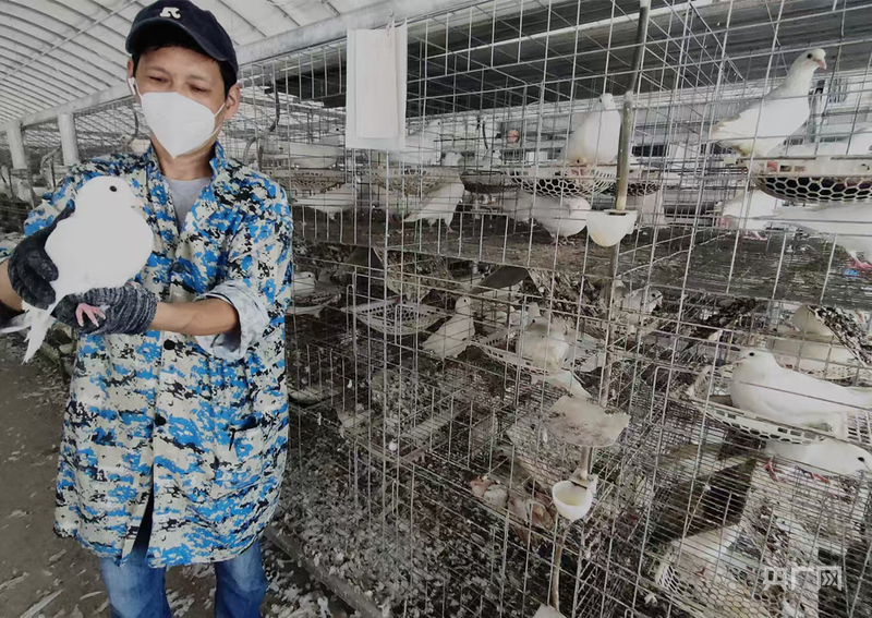 永州零陵：林下鸡鹅唱山上瓜果甜(图1)