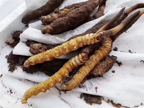 众兴菌业股价微跌013%食用菌行业面临供需重构(图1)