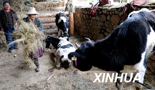 发展上水平林芝县选准优势做大做强特色产业(图1)