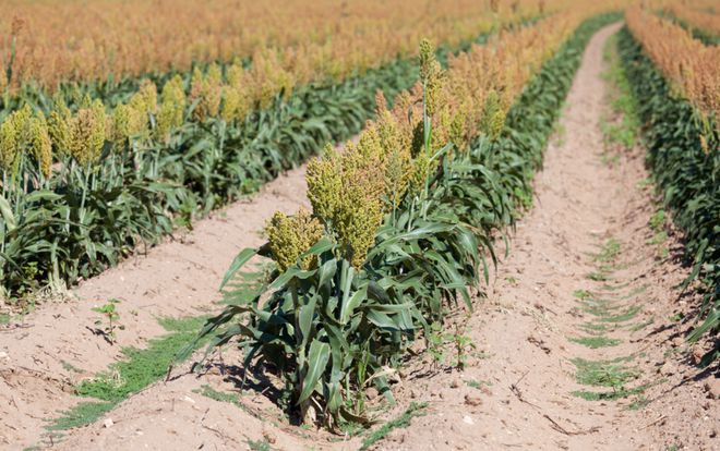 高粱播种的黄金时间：科学决策的农业智慧(图1)