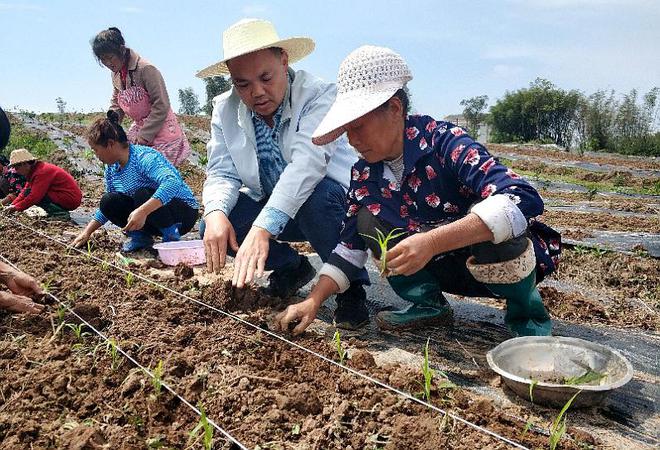 高粱播种的黄金时间：科学决策的农业智慧(图4)