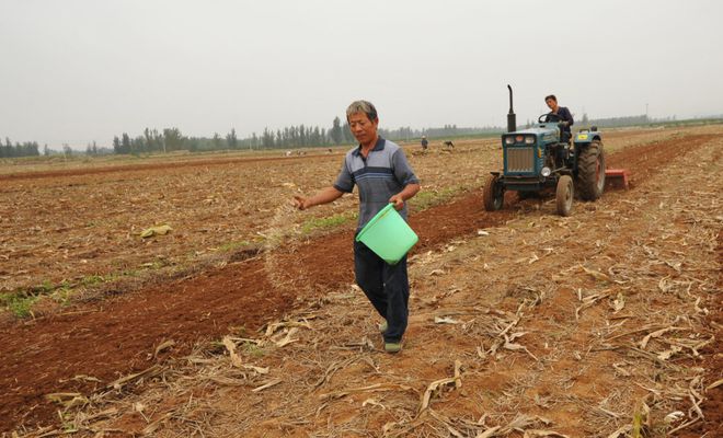 高粱播种的黄金时间：科学决策的农业智慧(图2)