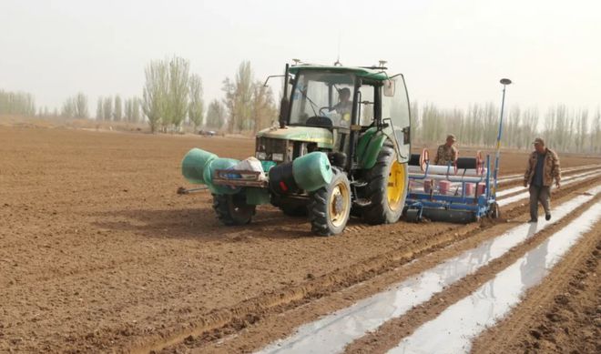 高粱播种的黄金时间：科学决策的农业智慧(图3)