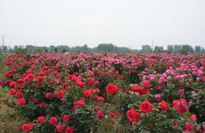 南阳市宛城区：“花经济”助力群众增收(图2)