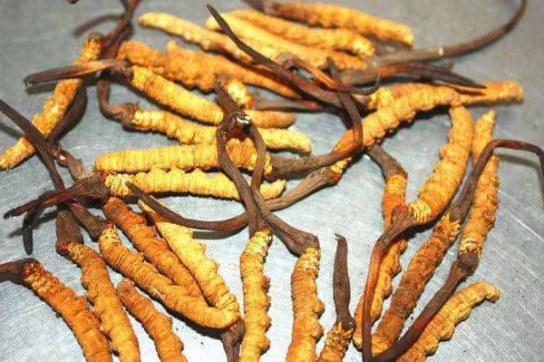 雪榕生物拟出资1020万元设子公司专注冬虫夏草研发(图1)