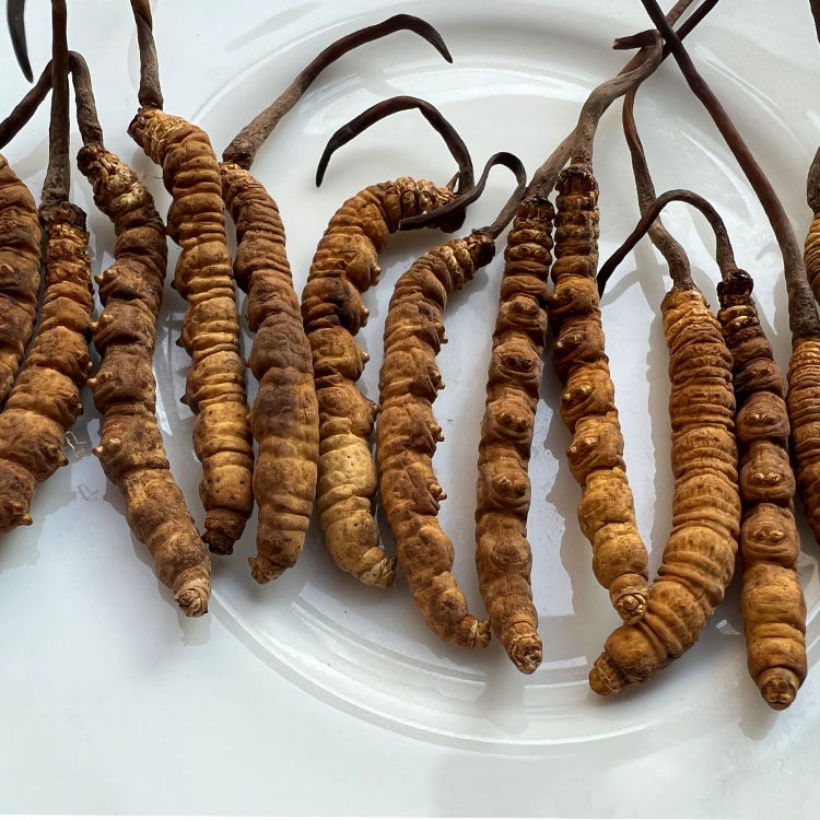 张家口市2个农业主导品种1项主推技术获全国推广(图1)