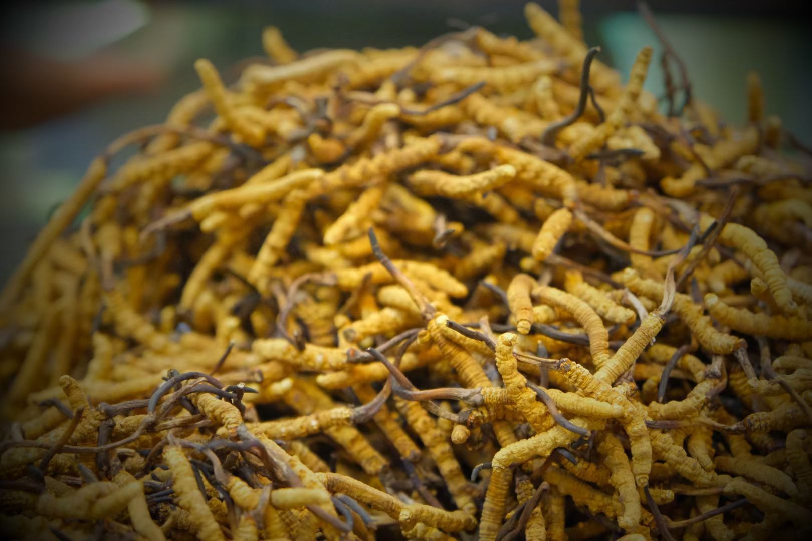 ↑人工虫草)野生虫草和人工冬虫夏草的区别(图1)