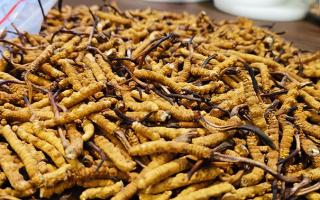 耀光闪烁焕新登场「含虫草的肾宝」仁和手参肾宝广告重磅登陆四大主流频道开启全年高频连播(图1)