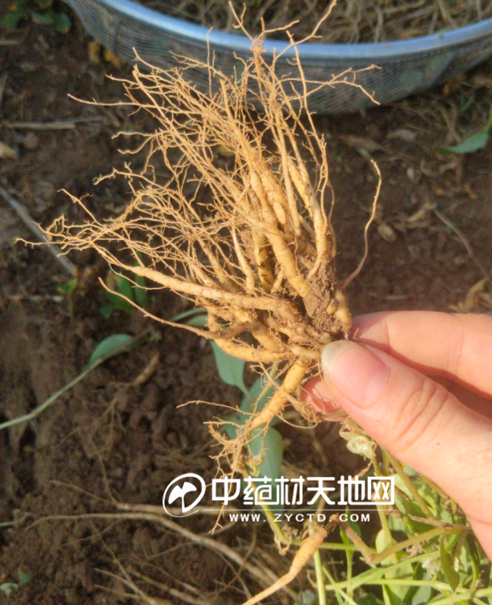 安国药市7月点评：行情低迷人气弱曙光仍需耐心等待(图3)