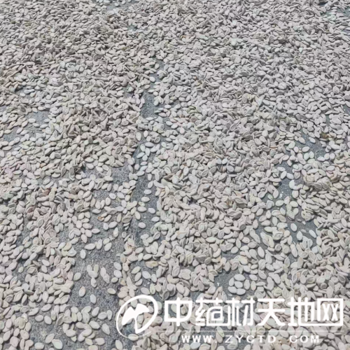 产新追踪：冬瓜子高价跌落后市是否值得关注？(图3)