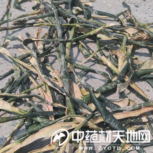 产新追踪：冬瓜子高价跌落后市是否值得关注？(图4)