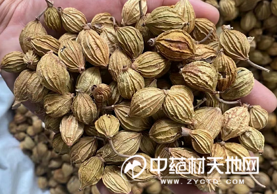 玉林药市2025年7月点评：下半年开局市场疲态依旧(图2)