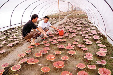 北虫草种植入门教程doc(图1)