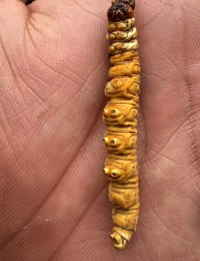 那曲唯一国企虫草！尊享版上线元头茬干草“小金条”YY开启限量返场(图5)