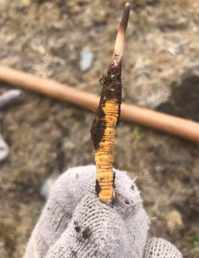 那曲唯一国企虫草！尊享版上线元头茬干草“小金条”YY开启限量返场(图8)