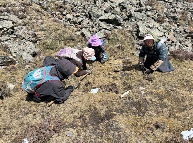 那曲唯一国企虫草！尊享版上线元头茬干草“小金条”YY开启限量返场(图9)