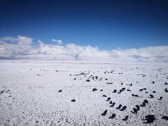 海拔4500米上的科技小院在藏北高原修复冰天雪地(图1)