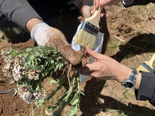 海拔4500米上的科技小院在藏北高原修复冰天雪地(图5)