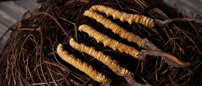 冬虫夏草现在还在跟风种吗？不了解它的生长一切都白搭！(图3)