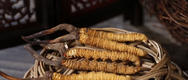 冬虫夏草现在还在跟风种吗？不了解它的生长一切都白搭！(图2)