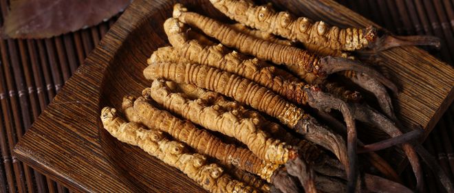 冬虫夏草现在还在跟风种吗？不了解它的生长一切都白搭！(图1)