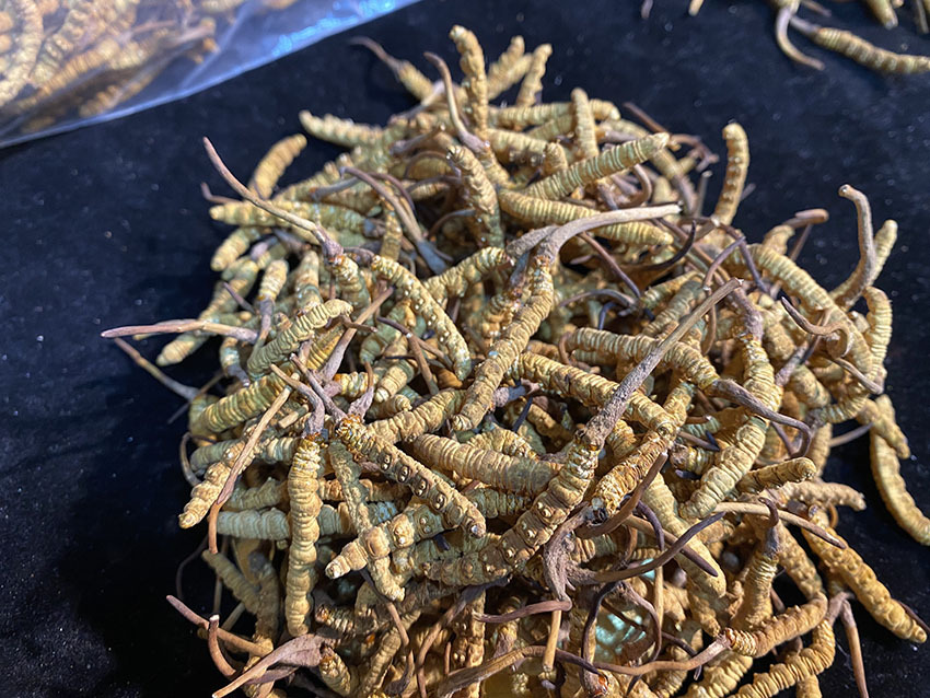人工虫草不要当野生冬虫夏草去销售家人们今天我来到了青海玉树的虫草市场给大家科普一下人工种植的辨别方法。现在网上很多不良商家拿种植当野生冬虫夏草卖这是欺骗消费者！其实两者很好区分草头细且无颜色渐变基部包不住虫头虫体颜色浅还有不均匀褐色斑块整体虚胖无消化腺嚼着也没什么味道。大家购买时一定要擦亮双眼别再上当了！(图1)