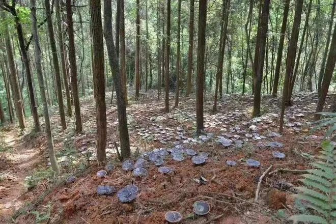 源城改革实践深入践行“两山”理念激活林下经济——源城区探索林下经济融合发展新路径(图2)