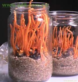 虫草种植技术资料大全(图1)