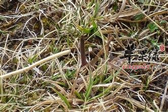 人工种植的冬虫夏草怎么吃呢(图1)