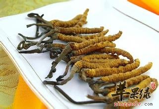 人工种植的冬虫夏草怎么吃呢(图2)