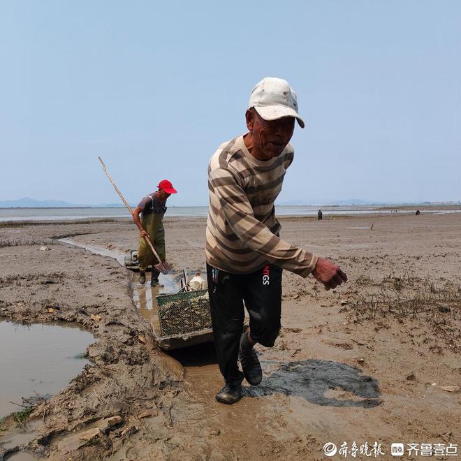 “蛏”风破浪！日供应量上万斤青岛最大蛏子养殖区滩涂掘金(图3)