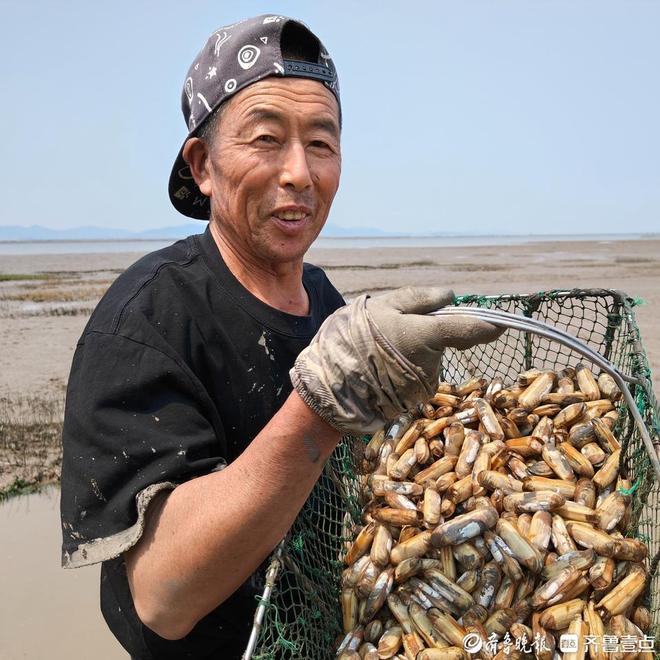 “蛏”风破浪！日供应量上万斤青岛最大蛏子养殖区滩涂掘金(图1)