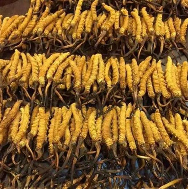 你买的虫草是人工还是野生的？教你4个方法鉴别别再上当了(图5)