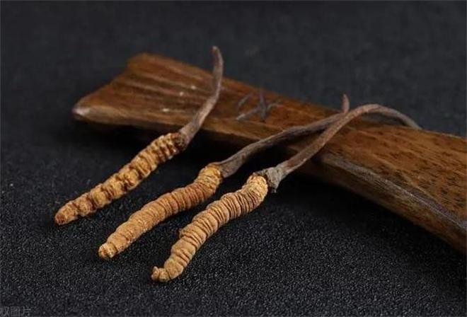 你买的虫草是人工还是野生的？教你4个方法鉴别别再上当了(图4)