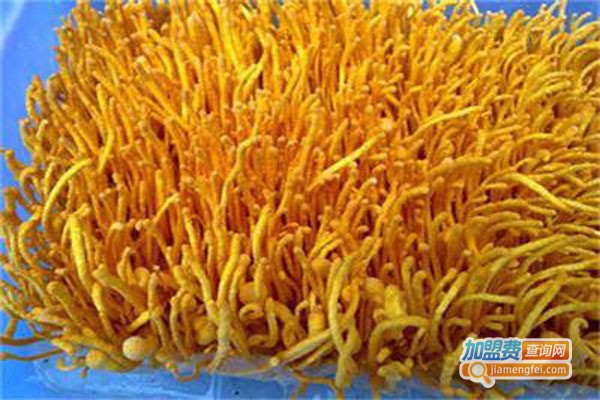 一种冬虫夏草智能养殖系统技术方案(图1)