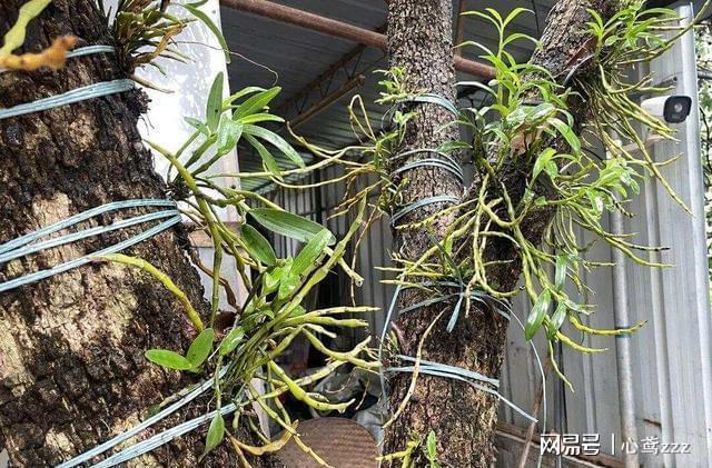 龙眼树搭台石斛“唱戏”！这种共生种养藏着多少致富经？(图1)