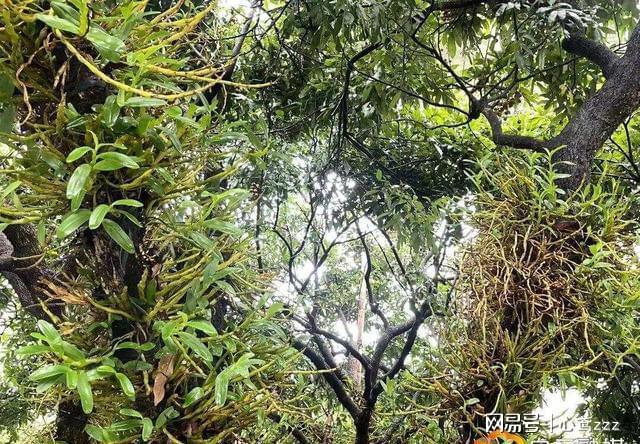 龙眼树搭台石斛“唱戏”！这种共生种养藏着多少致富经？(图3)