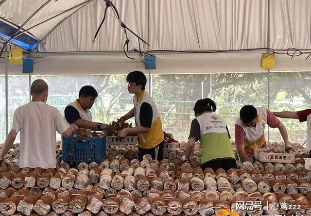 龙眼树搭台石斛“唱戏”！这种共生种养藏着多少致富经？(图2)