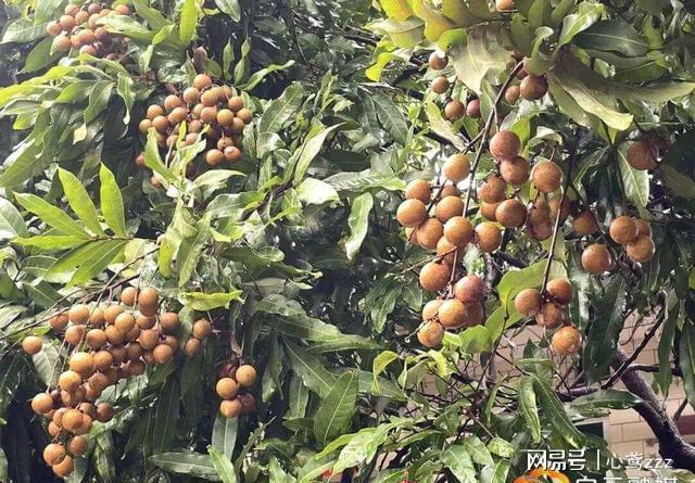 龙眼树搭台石斛“唱戏”！这种共生种养藏着多少致富经？(图4)