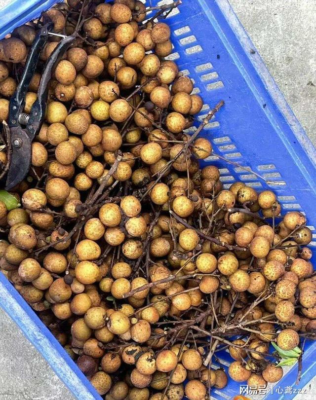 龙眼树搭台石斛“唱戏”！这种共生种养藏着多少致富经？(图5)