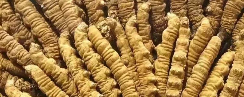 冬虫夏草如何种植根据栽培模式选择不同的方法(图1)