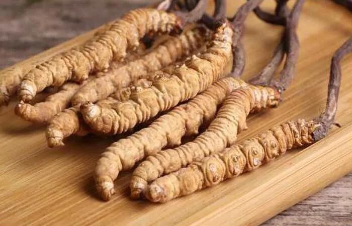 杂多县“福草”野生冬虫夏草品牌发布(图1)