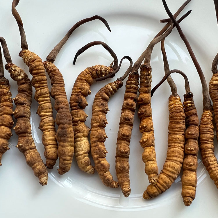 国家林草局新近发布3项花卉行业标准(图1)