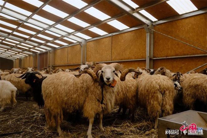 生态治多“羊”气十足！喝江源水吃虫草听音乐的“幸福”羊养成记(图2)