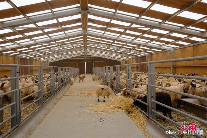 生态治多“羊”气十足！喝江源水吃虫草听音乐的“幸福”羊养成记(图7)