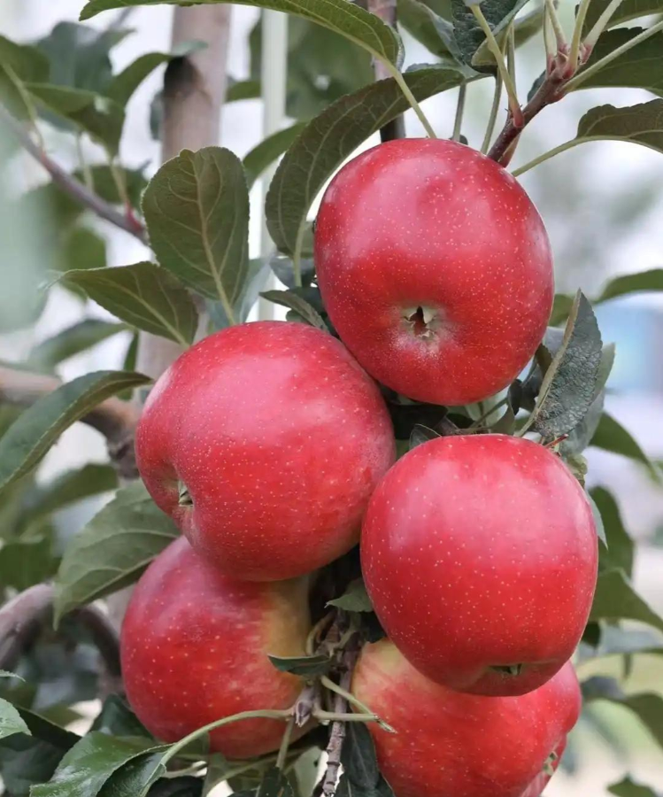 恭喜！山东省农科院9项成果入选2025年国家农业主导品种主推技术(图2)