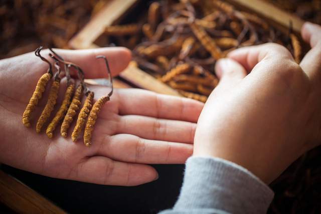 野生虫草生长条件苛刻量少难采挖能买人工种植的虫草吗？(图2)