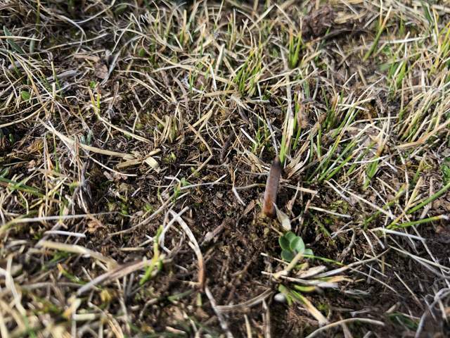 野生虫草生长条件苛刻量少难采挖能买人工种植的虫草吗？(图1)