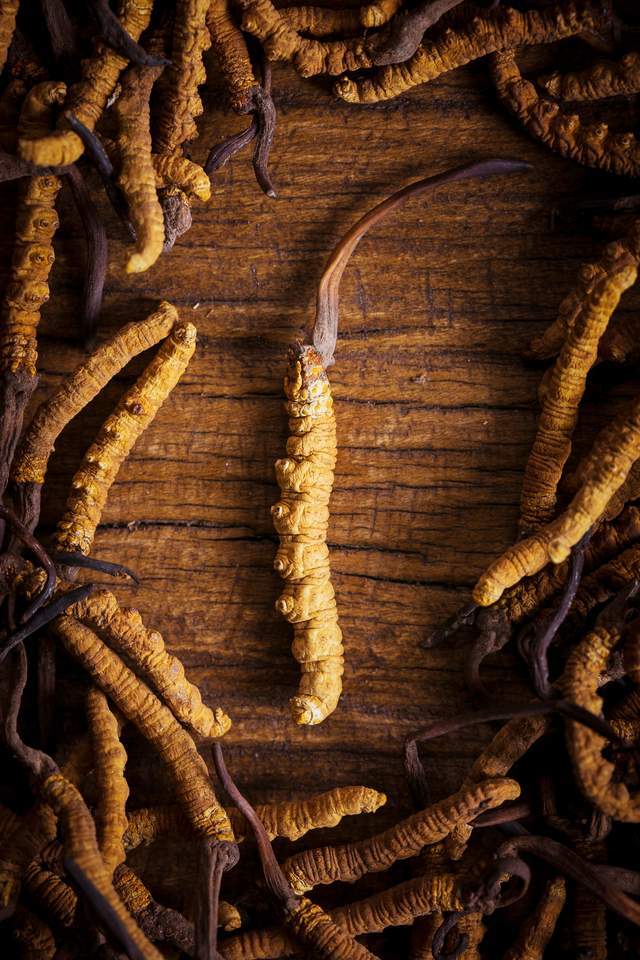 野生虫草生长条件苛刻量少难采挖能买人工种植的虫草吗？(图6)