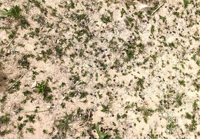 国内首次！92%成活率盐碱地改造大获成功农民开启致富新篇！(图1)